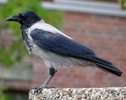 Krage (grå/sort)