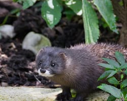 Mink