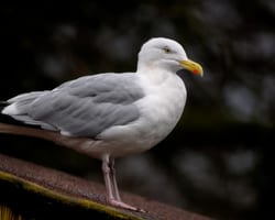 Sølvmåge